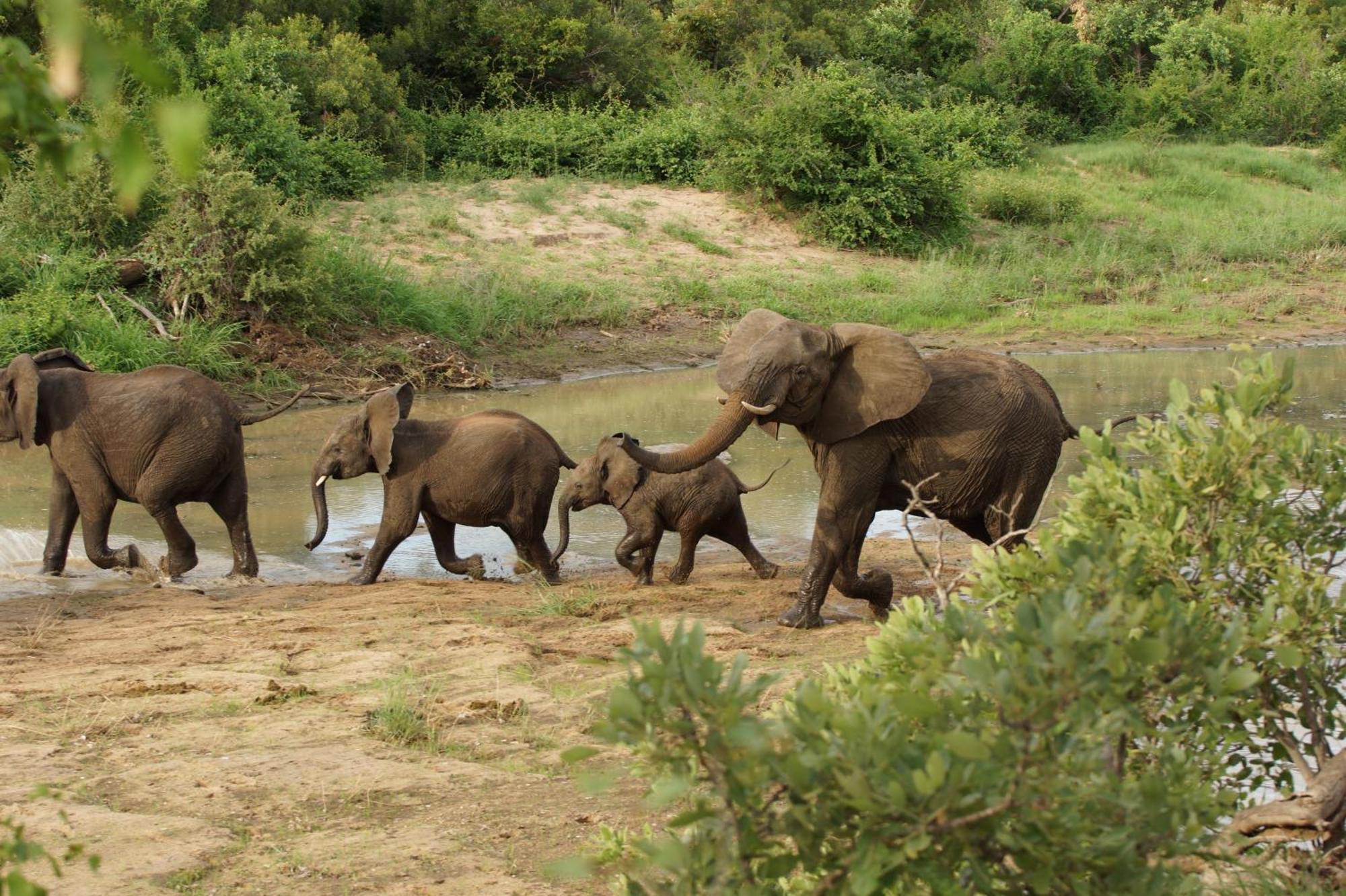 Senalala Safari Lodge 克拉塞利尔自然保护区 外观 照片