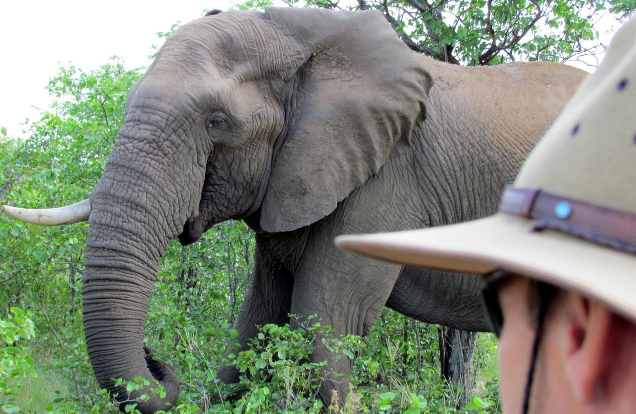 Senalala Safari Lodge 克拉塞利尔自然保护区 外观 照片